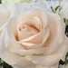 Pink Rose by loweygrace