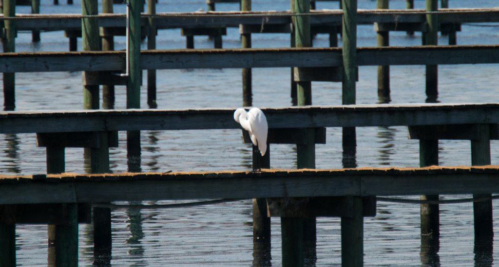 Egret Amongst the Piers! by rickster549