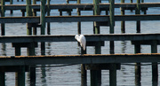 25th Sep 2016 - Egret Amongst the Piers!