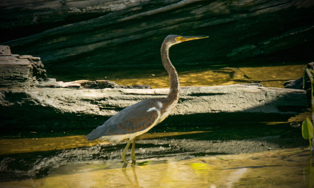 Tri-Colored Heron! by rickster549