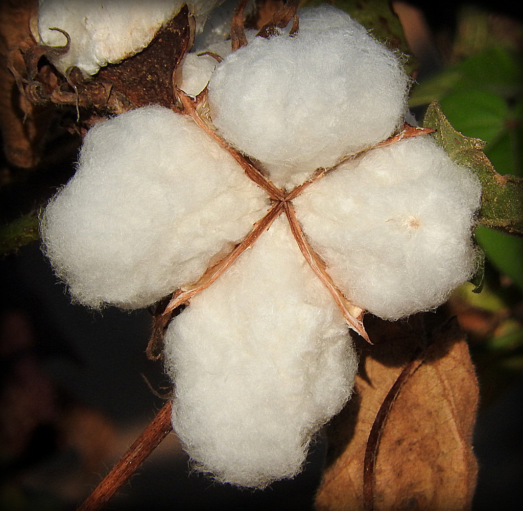 God made the Cotton by homeschoolmom
