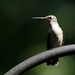 hummingbird by scottmurr
