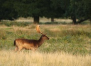 26th Sep 2016 - Young Stag
