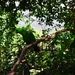 Eclectus Parrot ~ by happysnaps