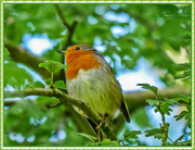 26th Sep 2016 - Just Another Robin