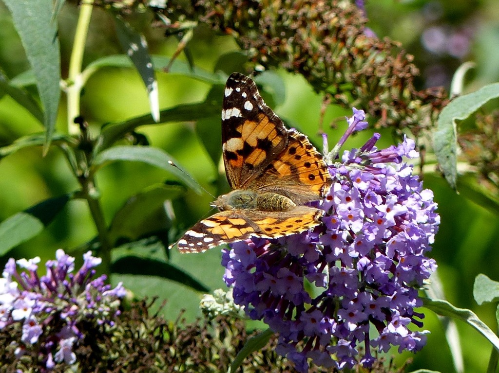  Painted Lady on Buddleia  by susiemc