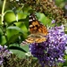  Painted Lady on Buddleia  by susiemc