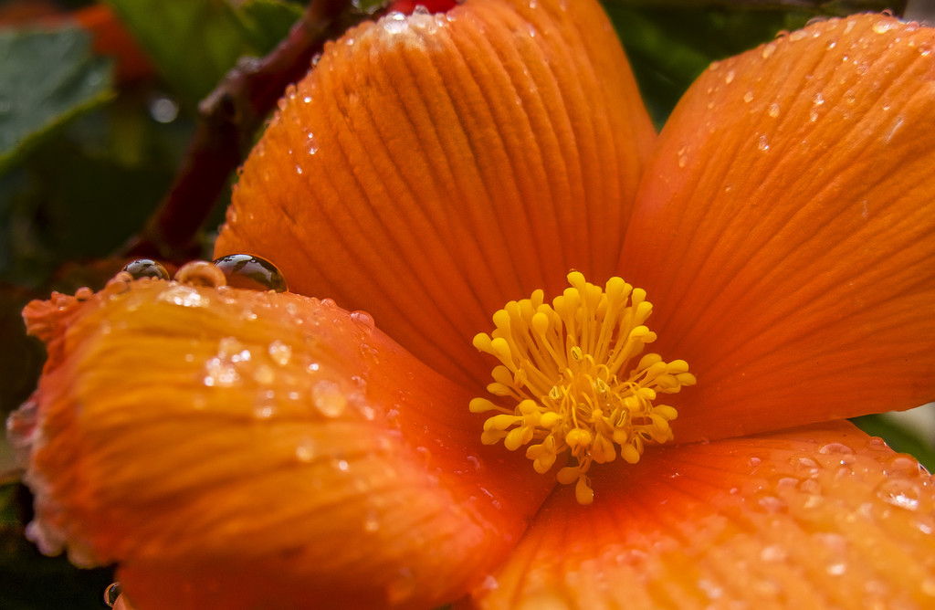 Begonia In The Rain  by tonygig