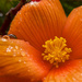 Begonia In The Rain  by tonygig