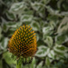 Echinacea by tonygig
