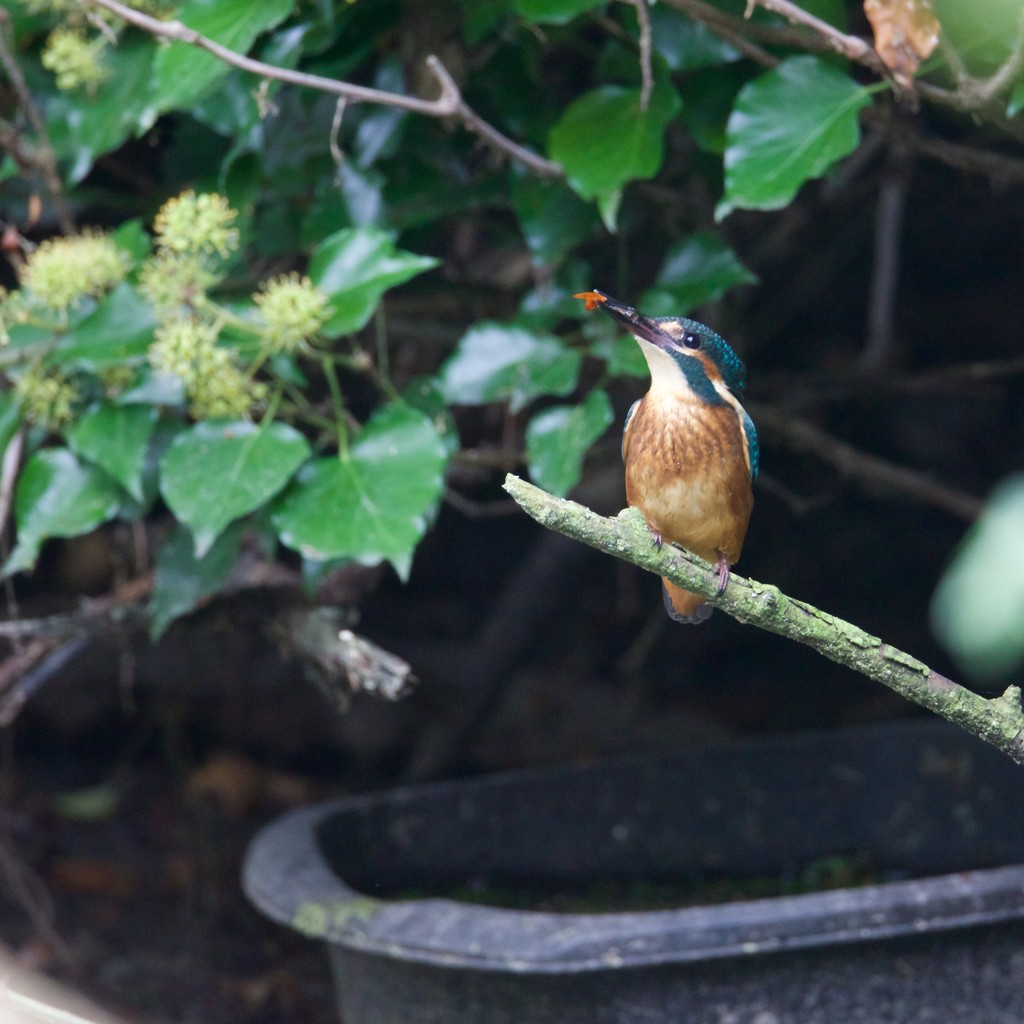 Kingfisher-juvenile male by padlock