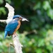 Kingfisher-mature male by padlock