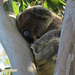 sleeping tight take two by koalagardens