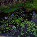 Water Lilies..2 ~ by happysnaps