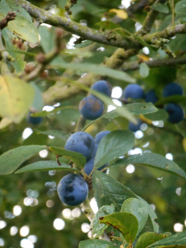 Picking sloes.... by snowy