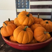 24th Sep 2016 -  Mini pumpkins 