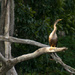 Anhinga in the Heron Tree! by rickster549