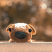(Day 225) - Puppy Dog Eyes by cjphoto