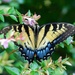 butterfly bush (works) by scottmurr