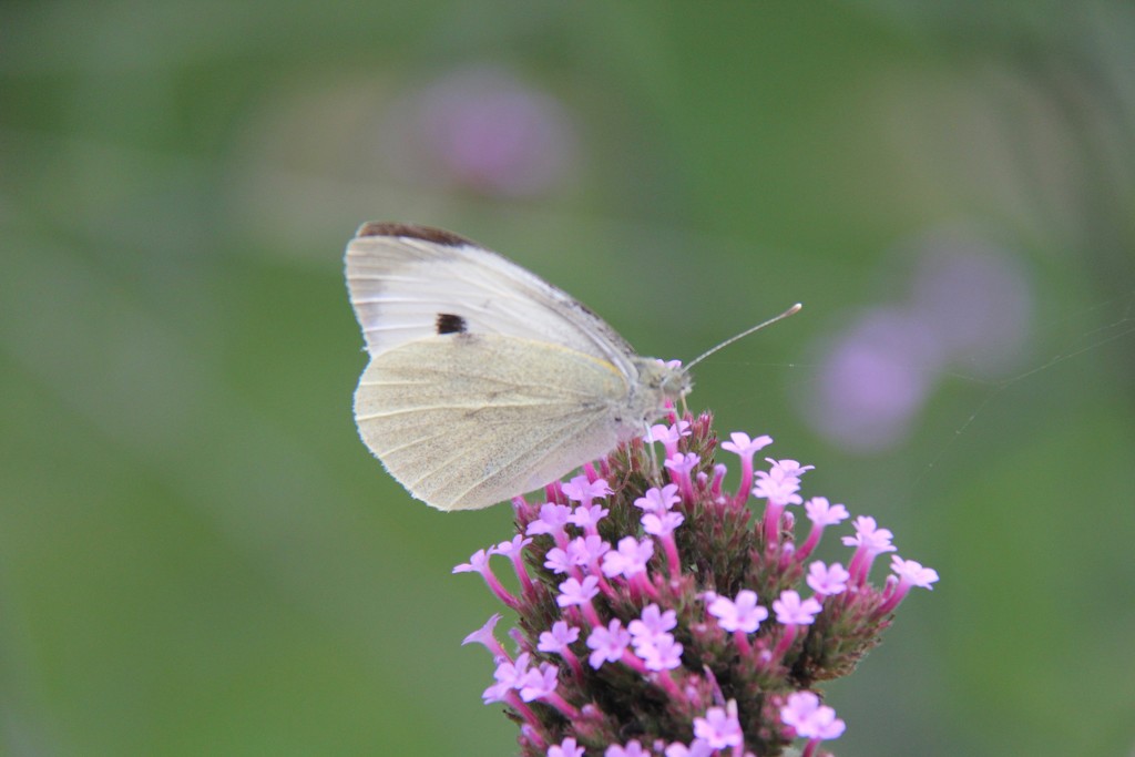 Cabbage White on Verbena by daffodill