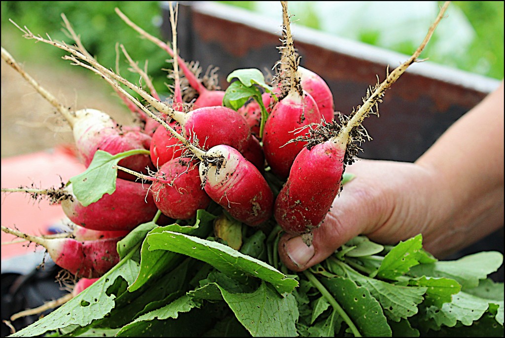 A Handful of Radishes by olivetreeann