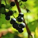 Berries by olivetreeann