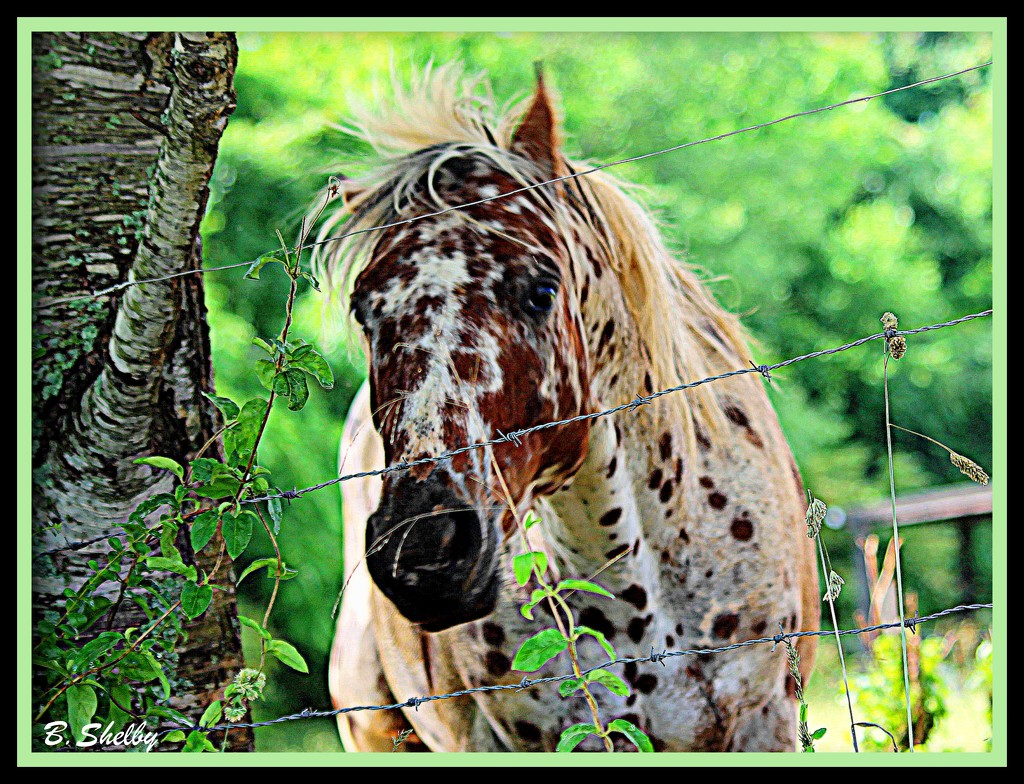 Pretty As A Speckled Pony by vernabeth