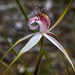 White spider orchid by gosia