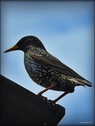 27th Sep 2016 - Starlings in the Roof