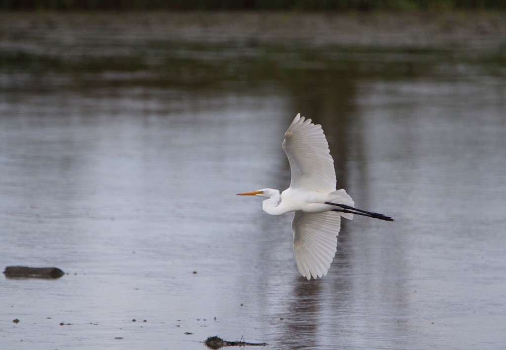 Great Egret Fly By by sunnygreenwood