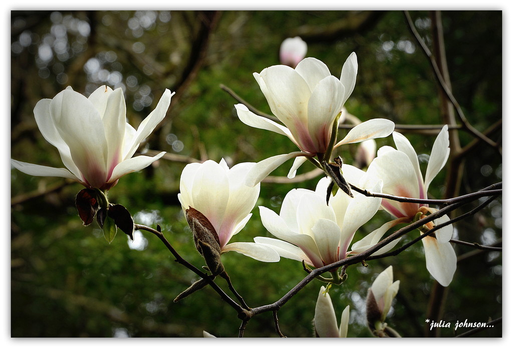 White Magnolia's .. and bubbles.. by julzmaioro