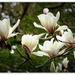 White Magnolia's .. and bubbles.. by julzmaioro