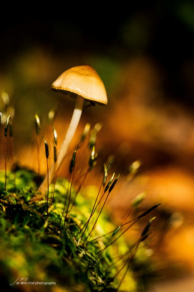 Tiny Mushroom in Macro by jae_at_wits_end