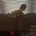 Why walk on the floor when you can crawl on the back of the couch by mdoelger