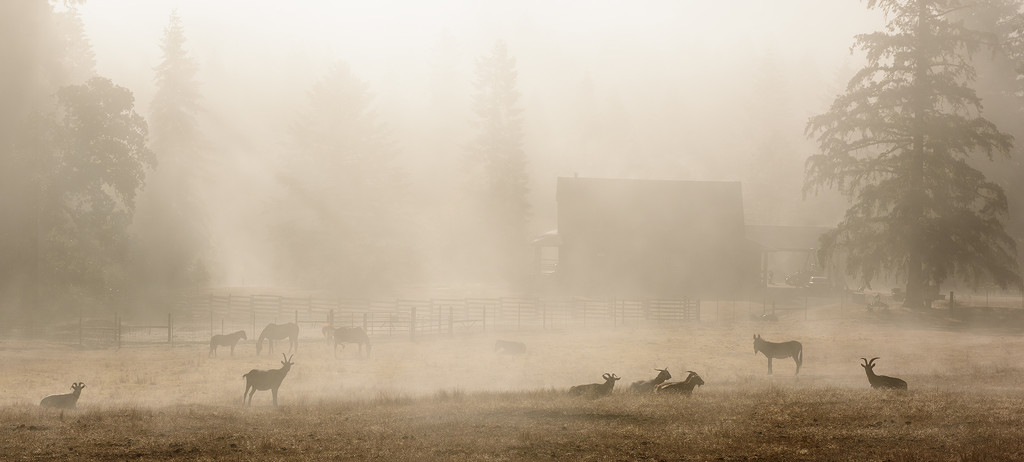 Goats and Horses In Morning Mist by jgpittenger