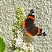 Red Admiral by susiemc