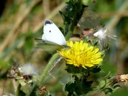 27th Sep 2016 -  Large White on Yellow Flower 