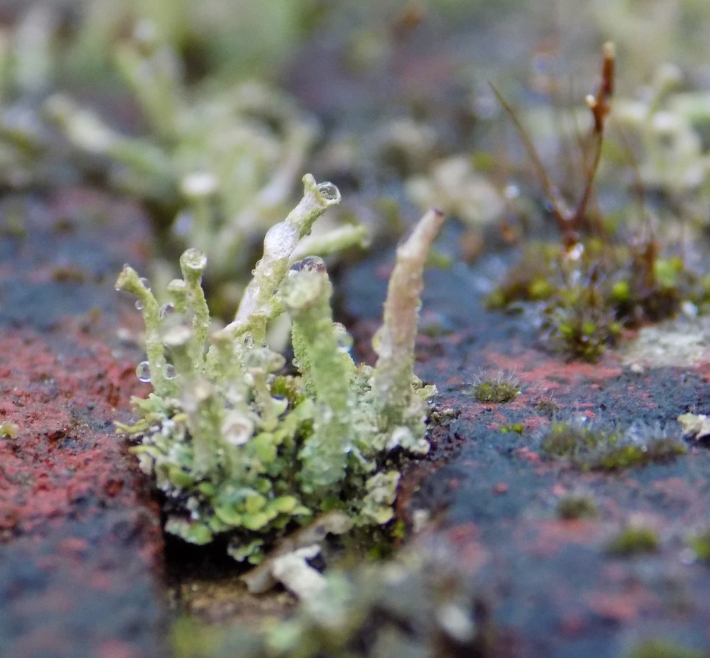 Pixie cup lichen by flowerfairyann