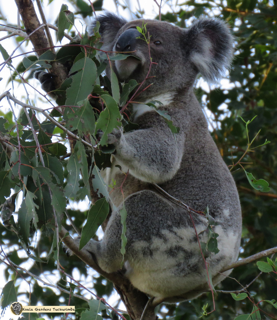 alfresco delights by koalagardens