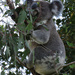 alfresco delights by koalagardens