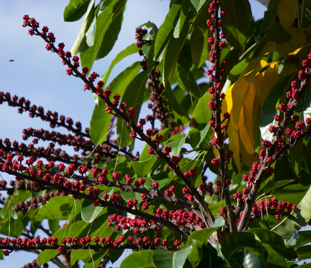 Brazilian pepper tree? by eudora