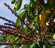 26th Sep 2016 - Brazilian pepper tree?