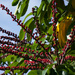 Brazilian pepper tree? by eudora