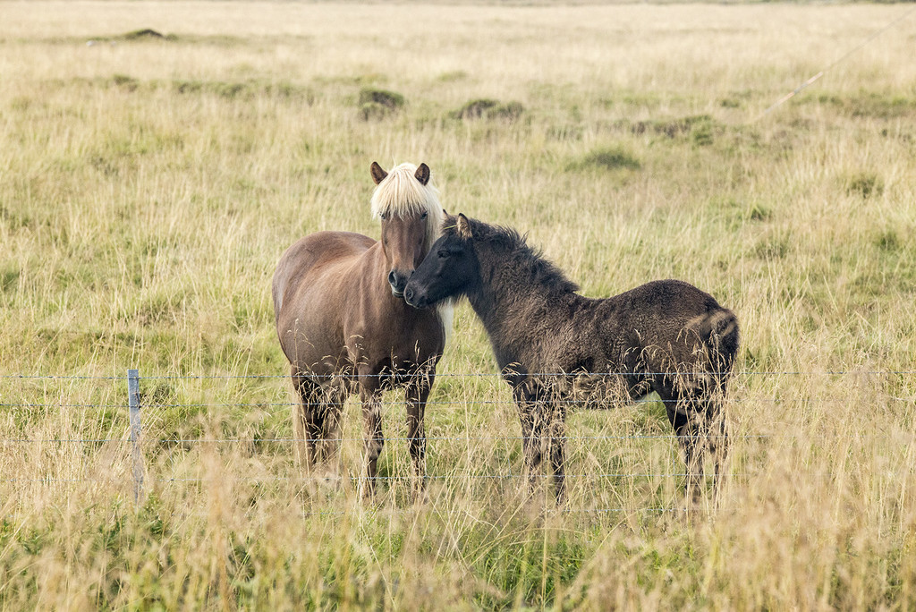 Icelandic Horses by pdulis