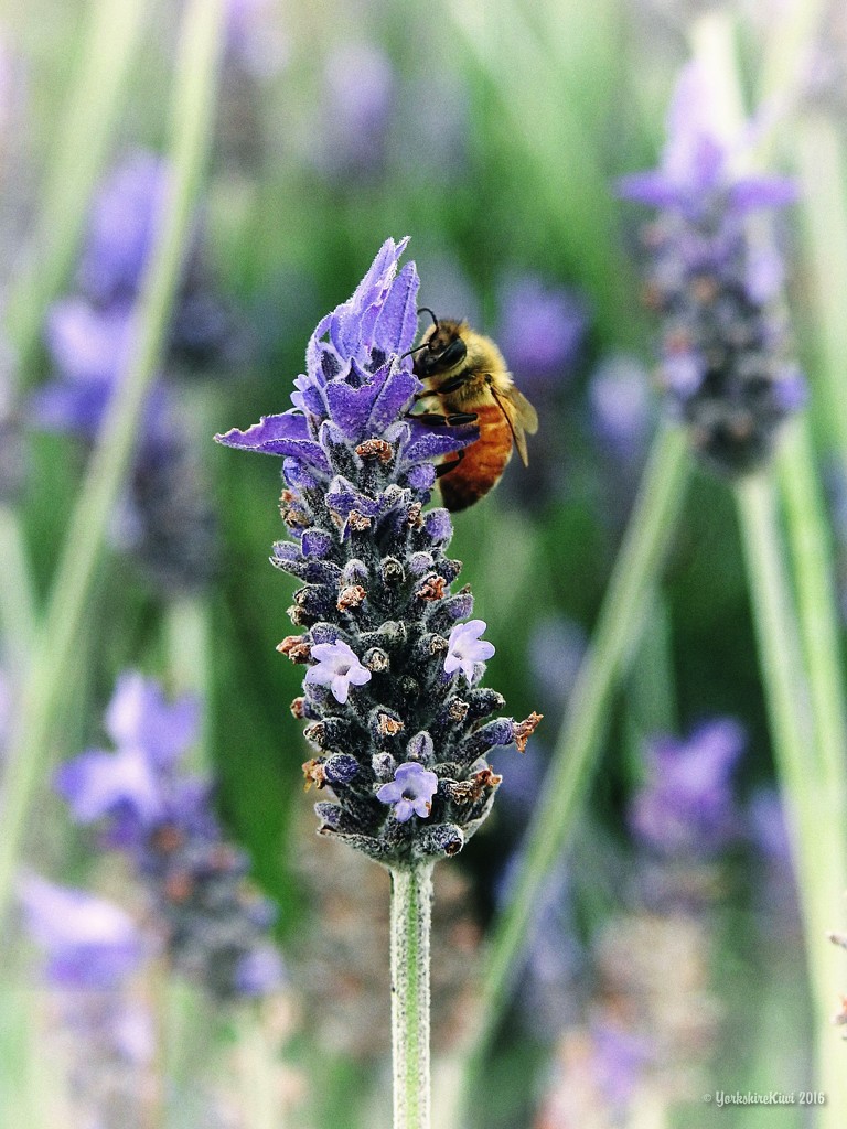 Honey bee on Lavender by yorkshirekiwi