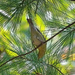 Tennessee Warbler by annepann