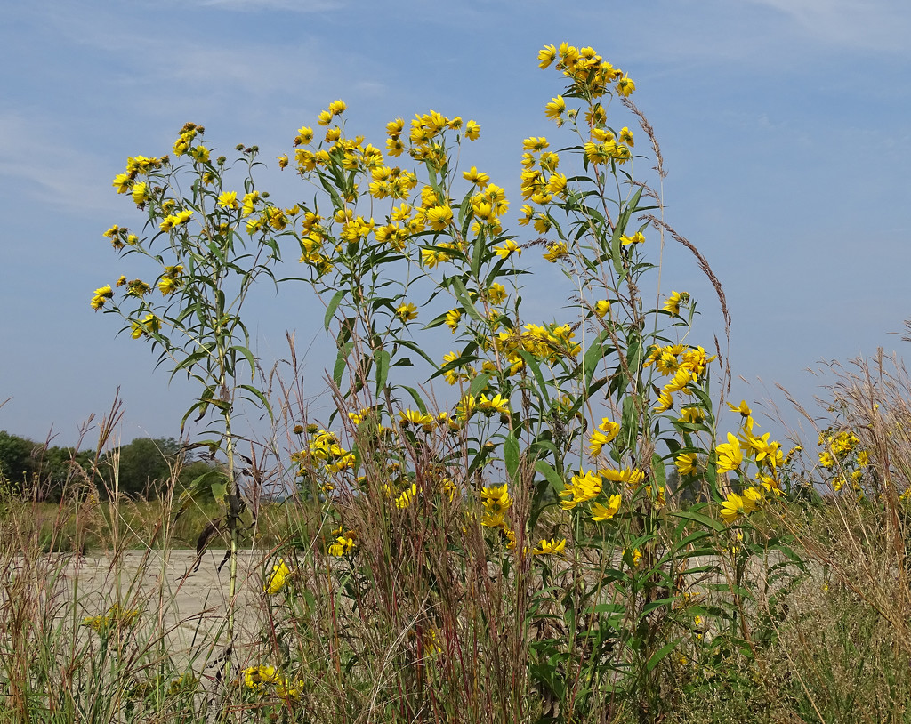 Prairie Wildflowers by annepann