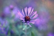27th Sep 2016 - wild aster