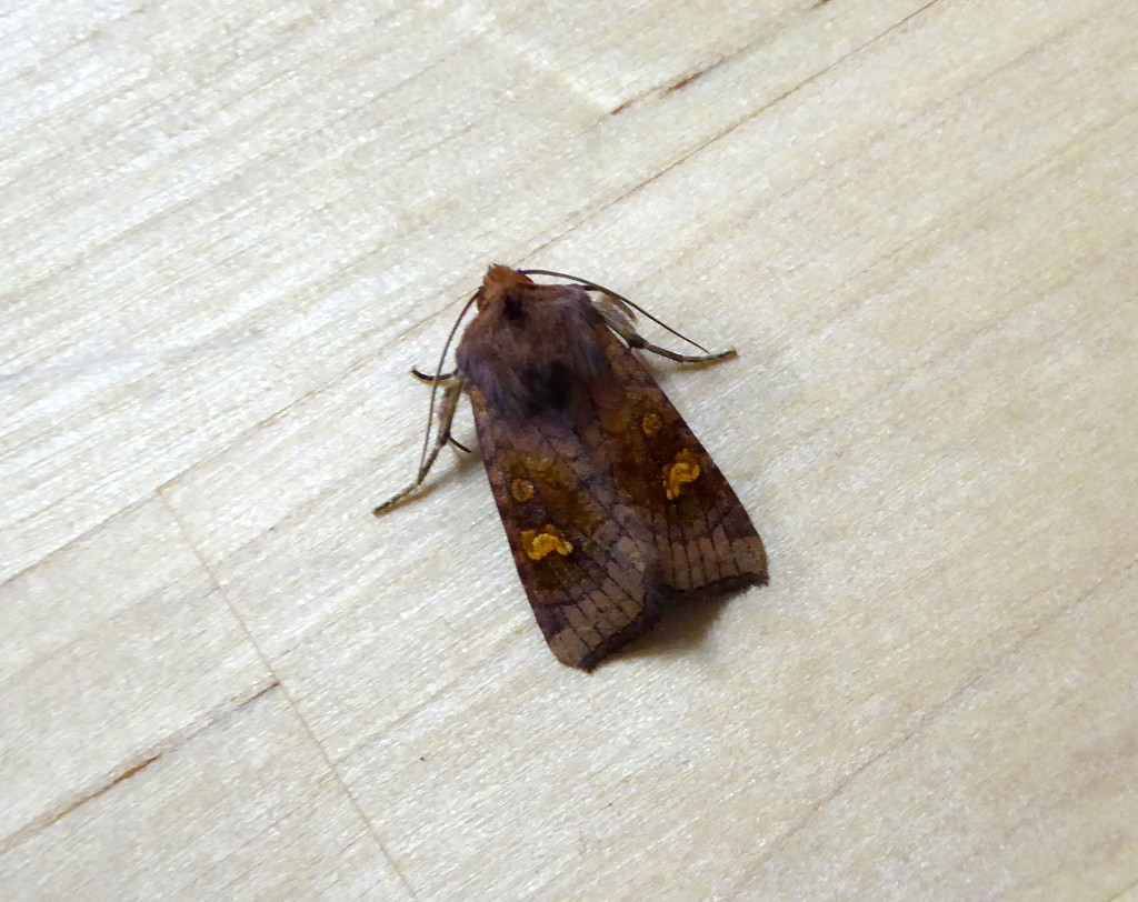 Moths of the Highlands 3. Crinan ear by steveandkerry