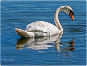 28th Sep 2016 - Swan And Reflection